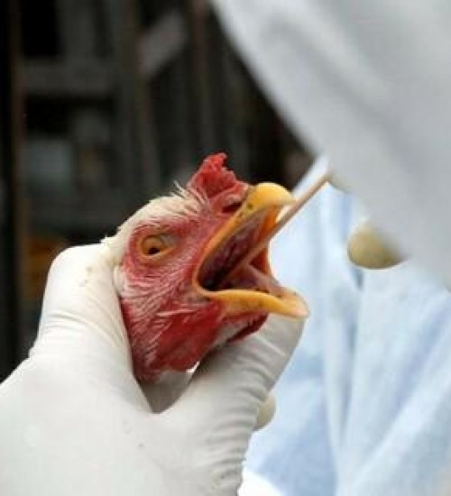 Primeiro caso de gripe aviária é confirmado no RS.