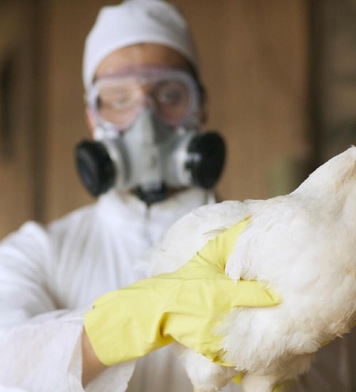 Santa Catarina confirma primeiro caso de gripe aviária; Governo reforça protocolos de contenção.