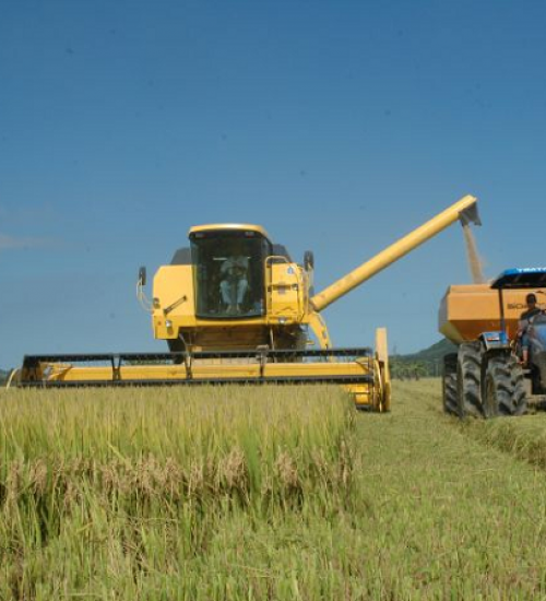 Santa Catarina registra safra recorde de arroz.
