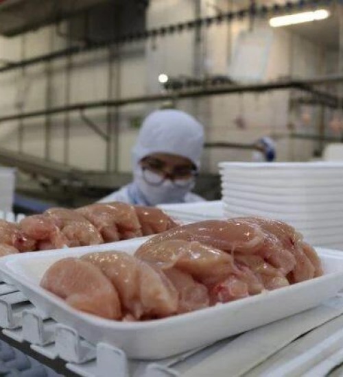 Exportações de carne de frango fecham 1° semestre com alta de 8,5%.