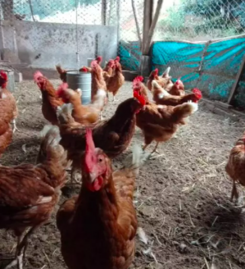 Gripe aviária: SC decreta estado de emergência zoossanitária após 2º caso confirmado.