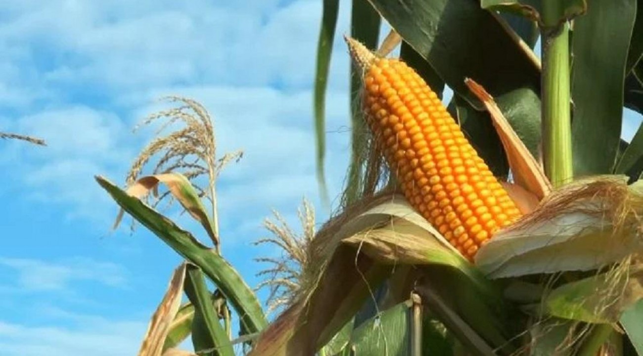 Produção de milho no país será maior que o previsto, diz AgResource.