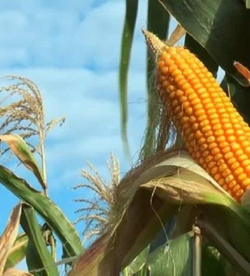 Produção de milho no país será maior que o previsto, diz AgResource.
