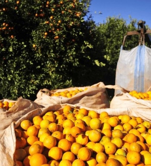 Receita com exportação de suco de laranja cresce 16%.