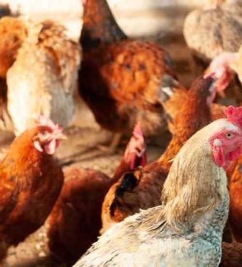 Goiás declara emergência para gripe aviária, como forma de prevenção e monitoramento.