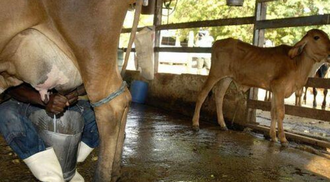 Incentivo à produção nacional de leite: governo aprova medidas para beneficiar setor.