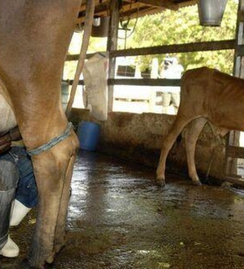 Incentivo à produção nacional de leite: governo aprova medidas para beneficiar setor.