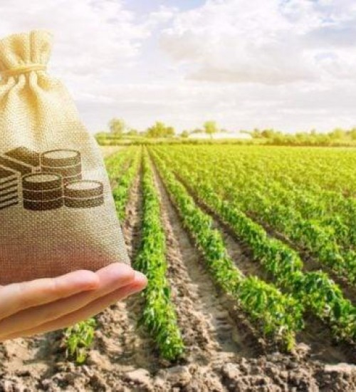 Plano Safra: esgotamento de crédito trimestral preocupa agronegócio.