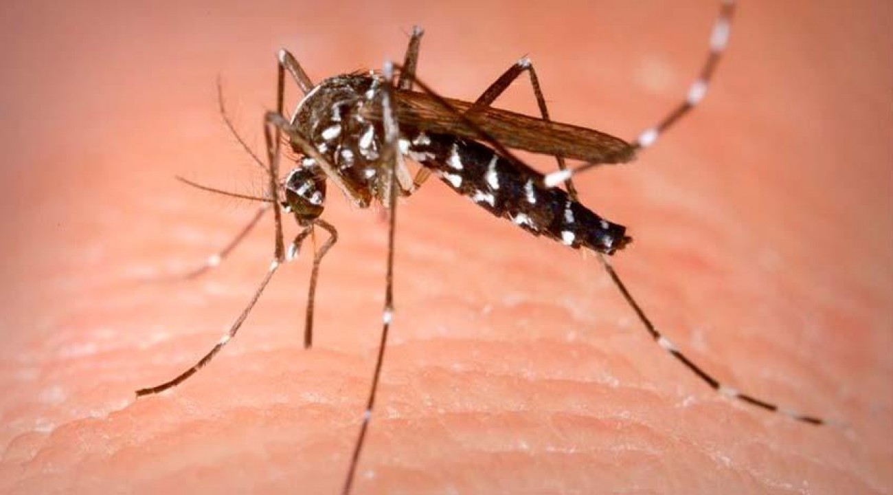 SC confirma quase 2 mil casos de dengue em uma semana.