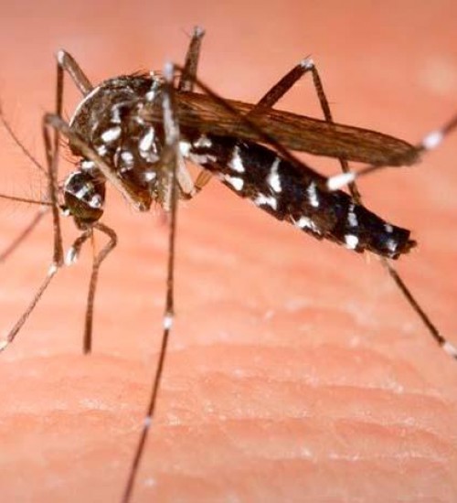 SC confirma quase 2 mil casos de dengue em uma semana.