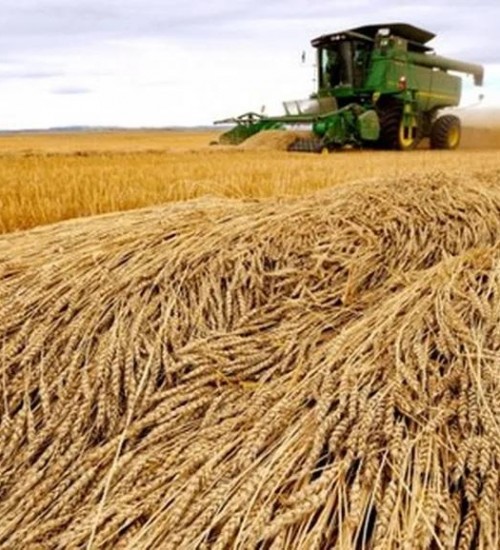 USDA reduz previsões de safra e estoques globais de trigo para 2023/24.