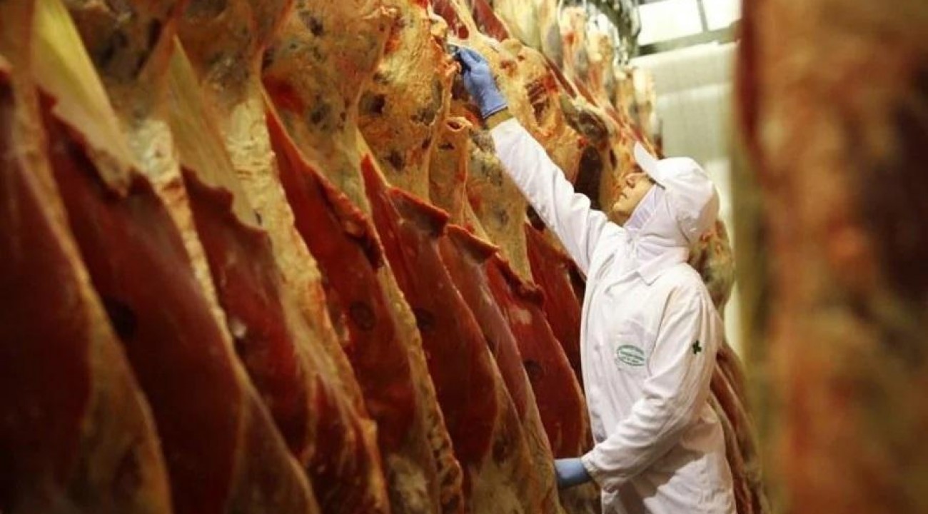 Boi: receita com exportações de carne despenca em agosto.