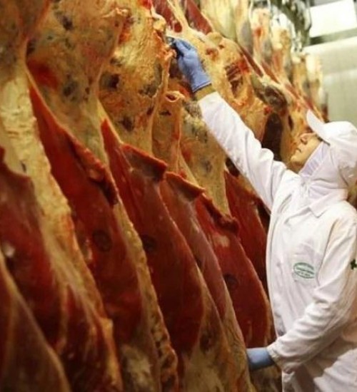 Boi: receita com exportações de carne despenca em agosto.