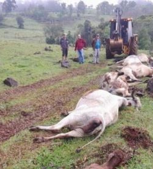 Cinco vacas morrem eletrocutadas durante temporal e passagem de ciclone por SC.