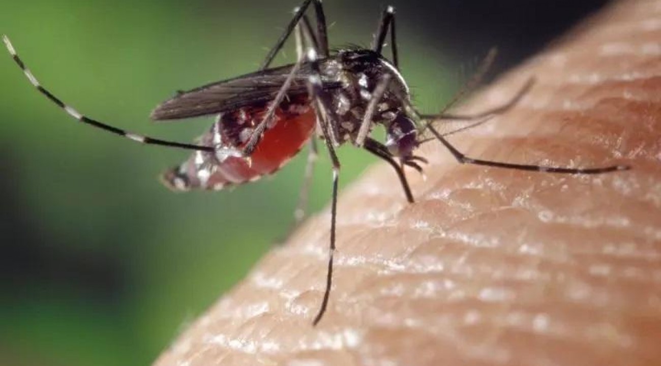 Em apenas uma semana, Santa Catarina registra mais de 2 mil casos de dengue.