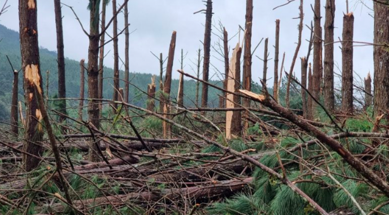 To.rnado destrói plantação de pinus e eucaliptos em SC, diz meteorologista