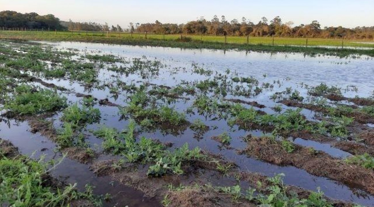Agricultura de SC registra R$ 1,6 bilhão em perdas, com quase 50 mil propriedades afetadas pelas chuvas.