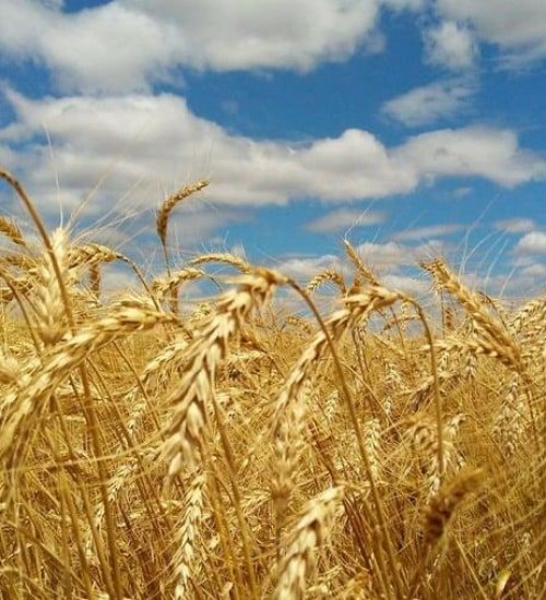 Colheita da safra de trigo 2023 enfrenta desafios climáticos, afetando qualidade e preços.