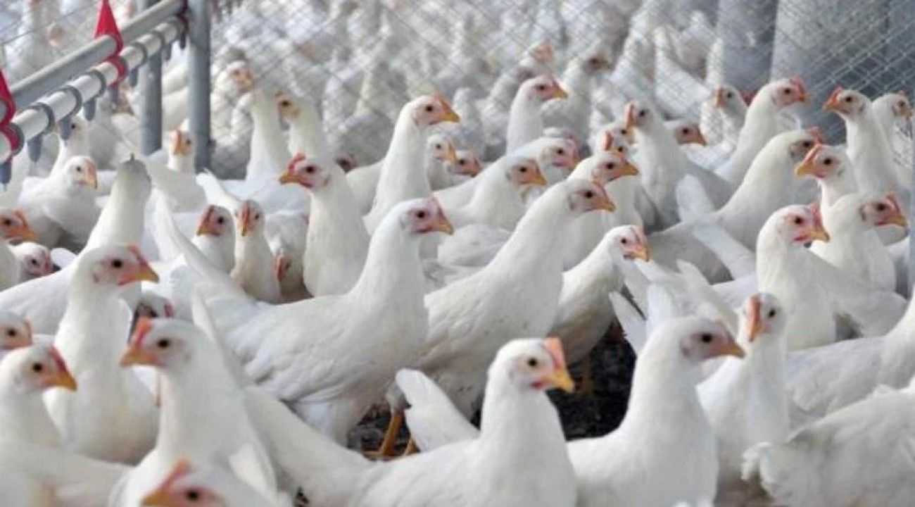 Japão retira embargo sobre importação de aves vivas de Santa Catarina.