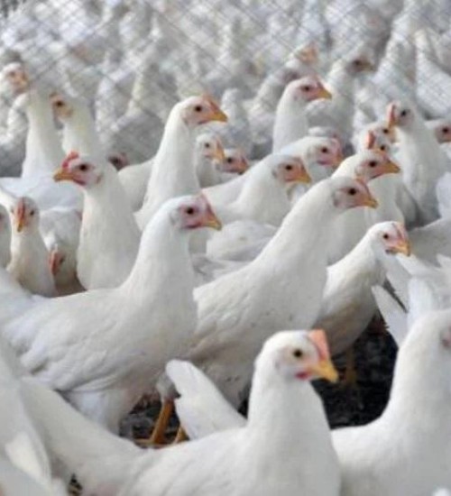 Japão retira embargo sobre importação de aves vivas de Santa Catarina.