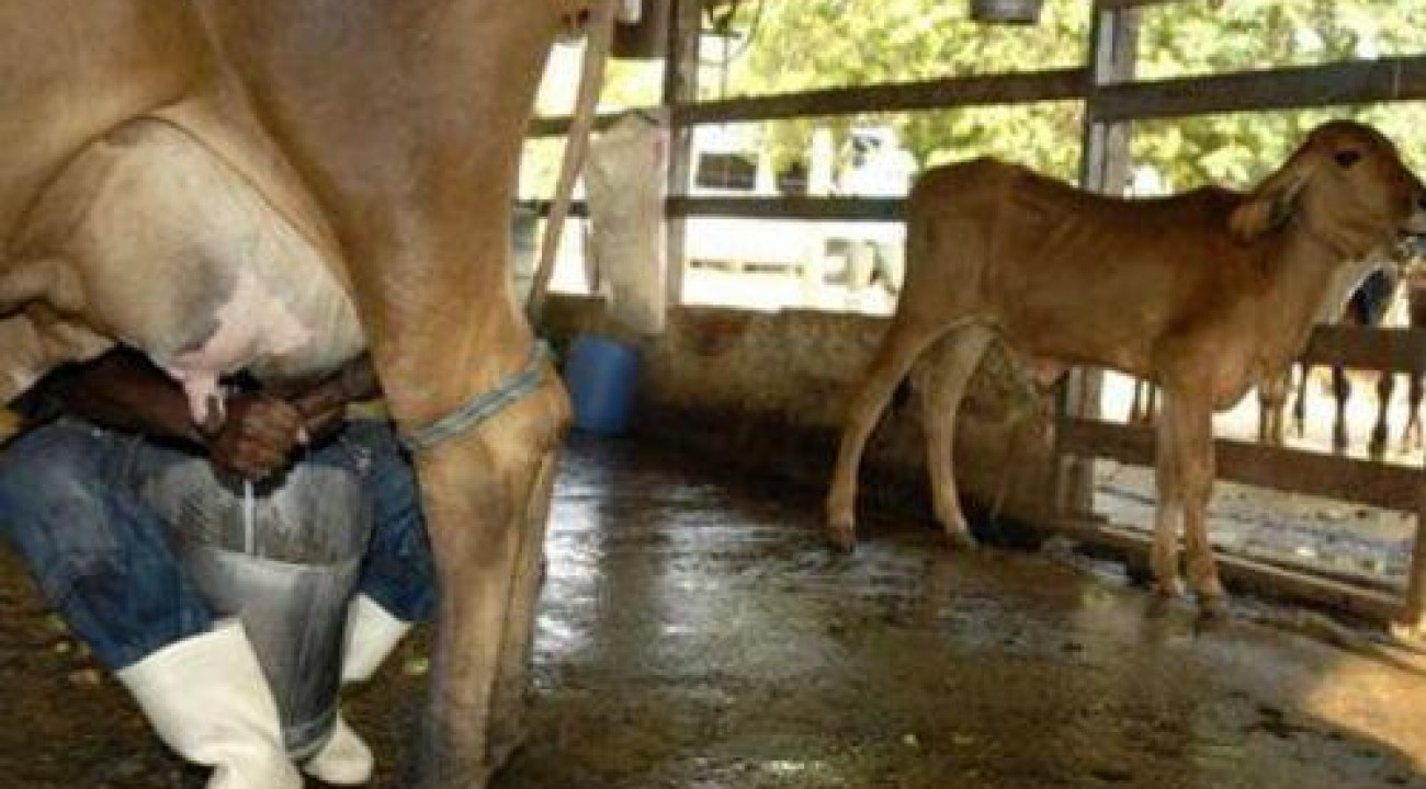 Preço do leite de vaca cai pelo 4º mês consecutivo.