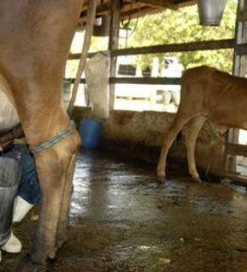 Preço do leite de vaca cai pelo 4º mês consecutivo.