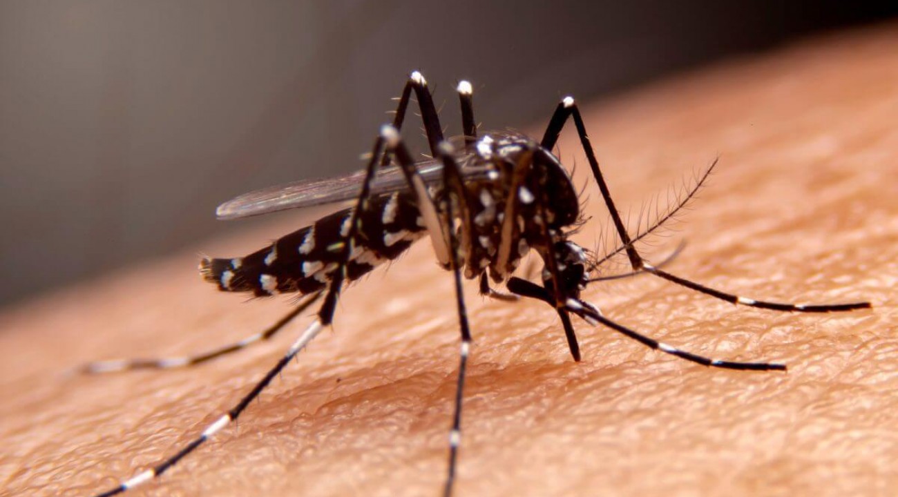 Caso de dengue tipo 3 identificado pela primeira vez em SC acende alerta para transmissão intensa.