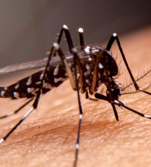 Caso de dengue tipo 3 identificado pela primeira vez em SC acende alerta para transmissão intensa.