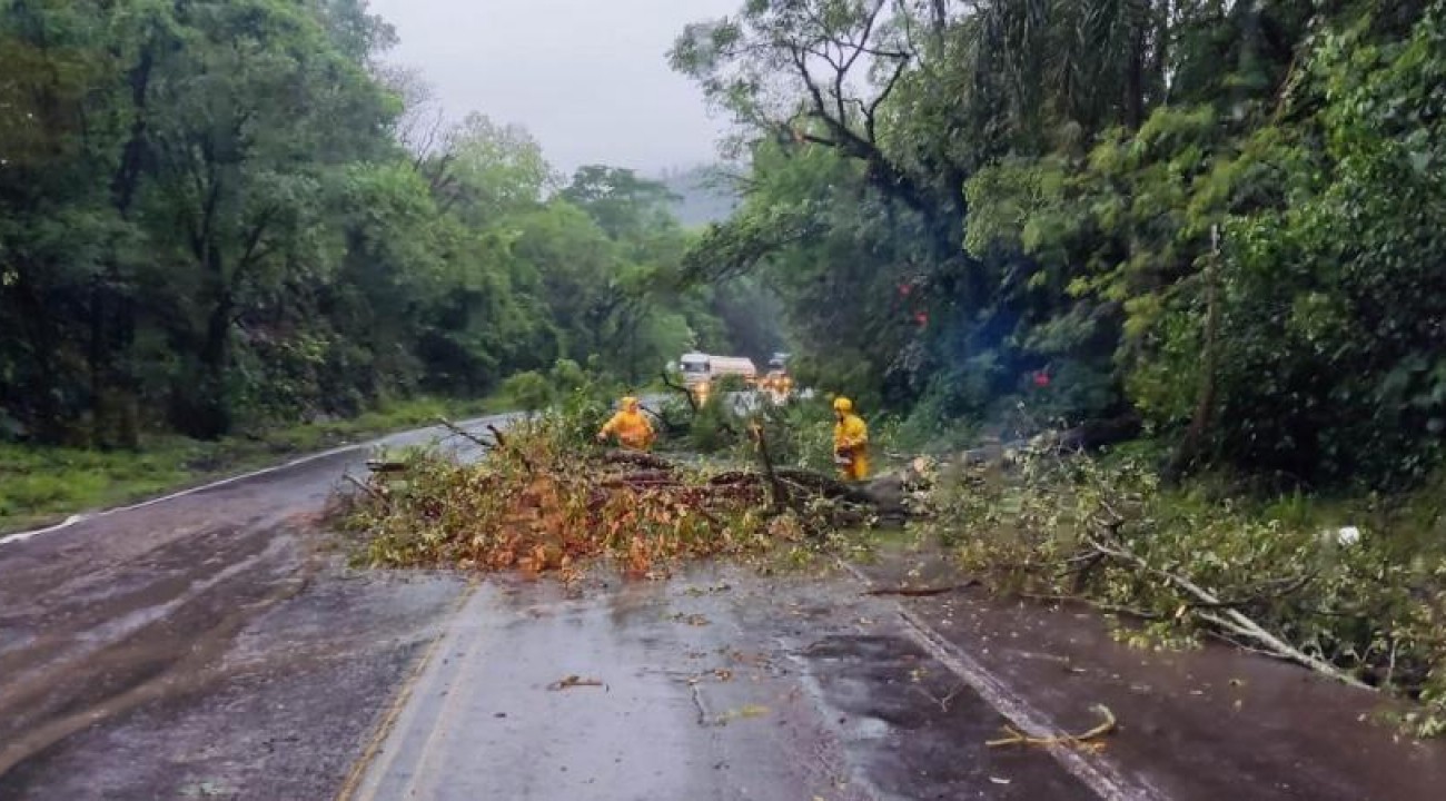 Evento climático que derrubou árvores na BR-282 entre SMOeste e Maravilha pode ter sido um tornado.