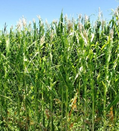 Excesso de chuva gera preocupação com a colheita do milho destinado para silagem.