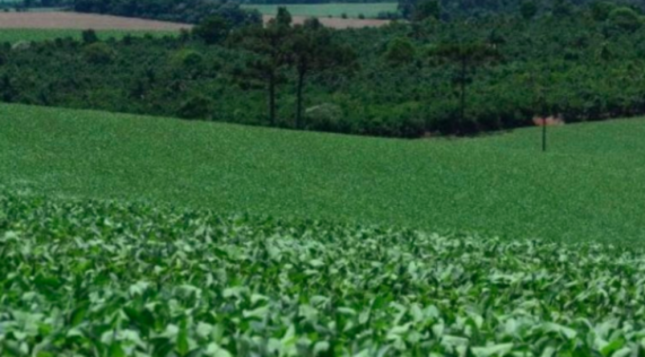 Como o La Niña pode impactar a agricultura de SC em 2024
