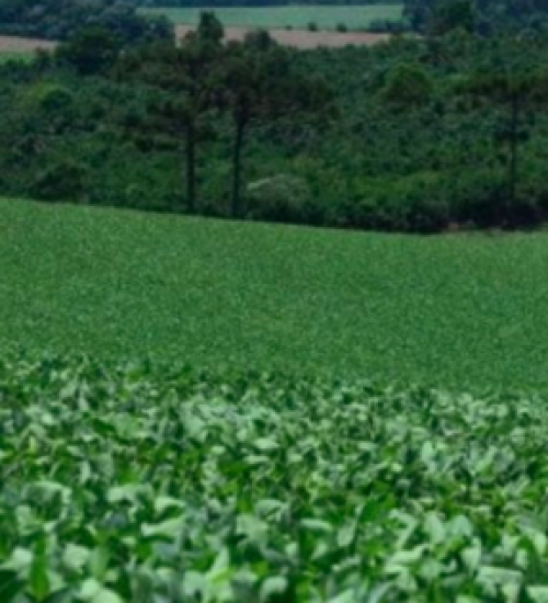 Como o La Niña pode impactar a agricultura de SC em 2024