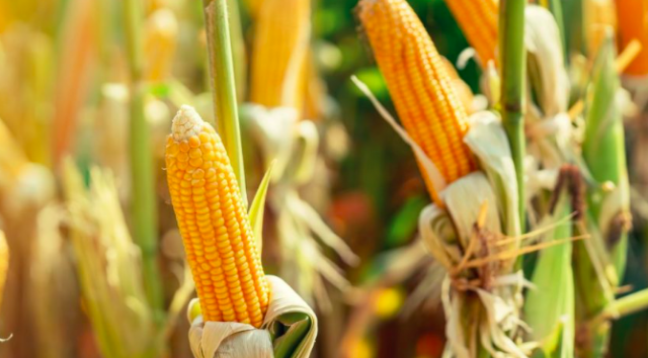 Redução na safra gera risco de “apagão de milho” em SC e no país