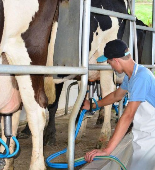Preço do leite dispara em SC e produção de grãos tem queda em fevereiro, aponta Epagri.