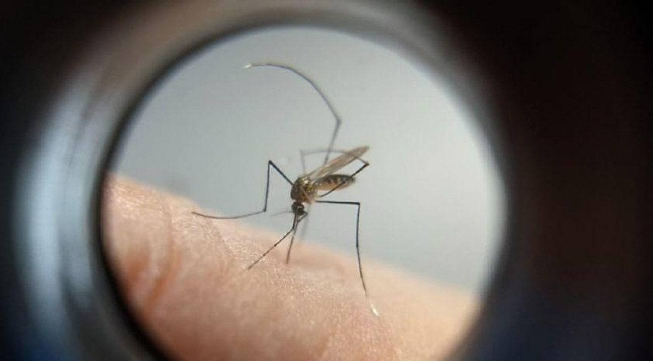 SC registra mais de 600% de aumento em casos de dengue em 2024.