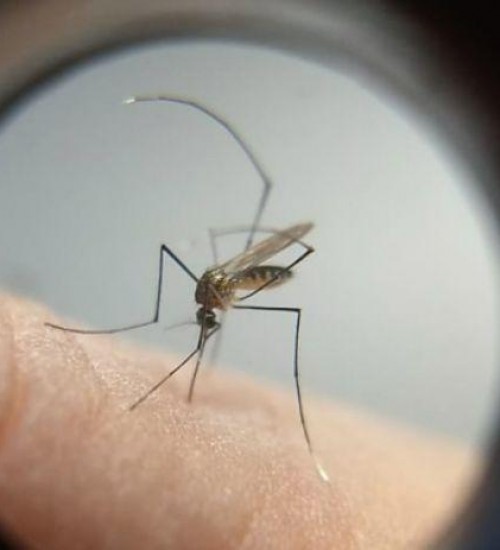 SC registra mais de 600% de aumento em casos de dengue em 2024.