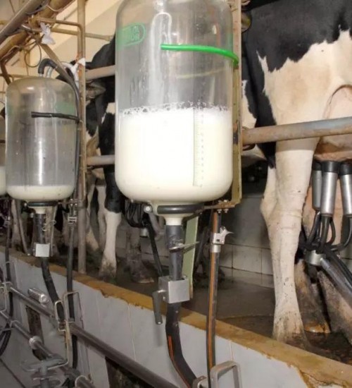 Setor leiteiro pede que importação seja justa para garantir competitividade.