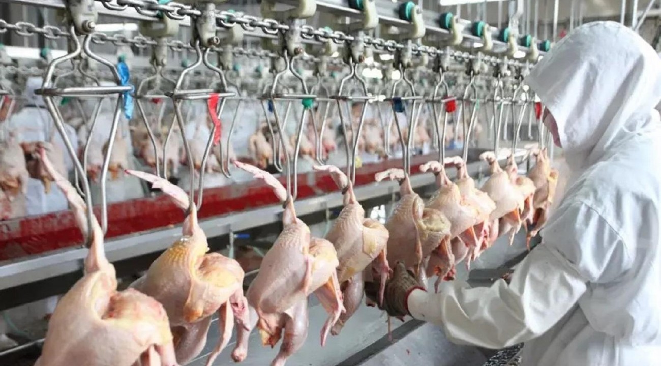 China habilita quatro unidades de carne de frango de SC para exportação.