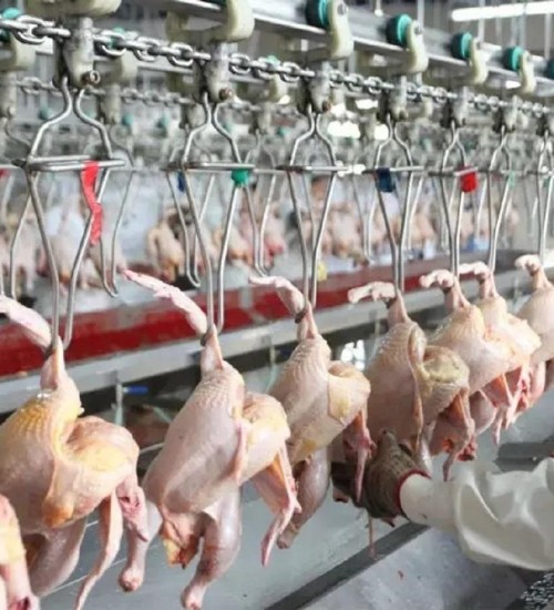 China habilita quatro unidades de carne de frango de SC para exportação.
