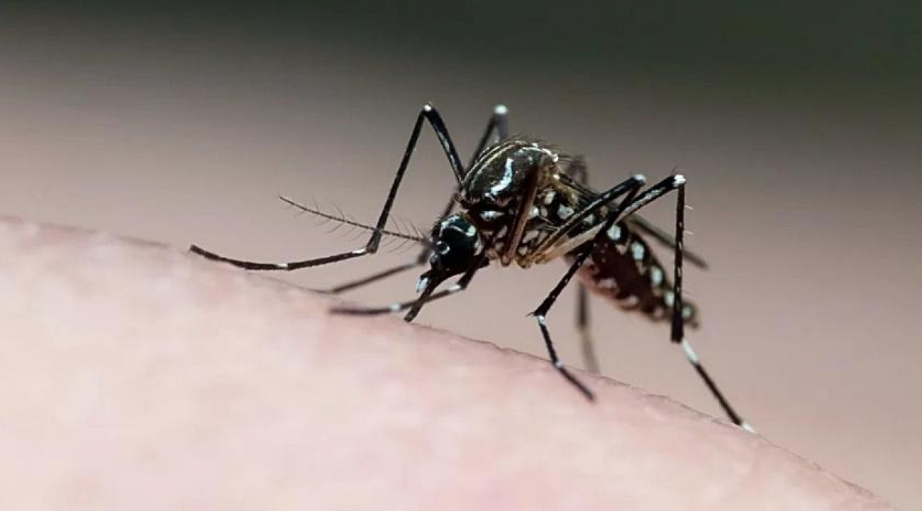 Duas cidades respondem por metade dos casos prováveis de dengue em SC.