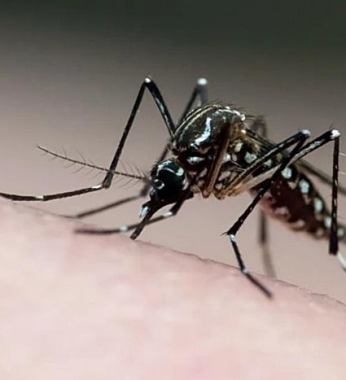 Duas cidades respondem por metade dos casos prováveis de dengue em SC.