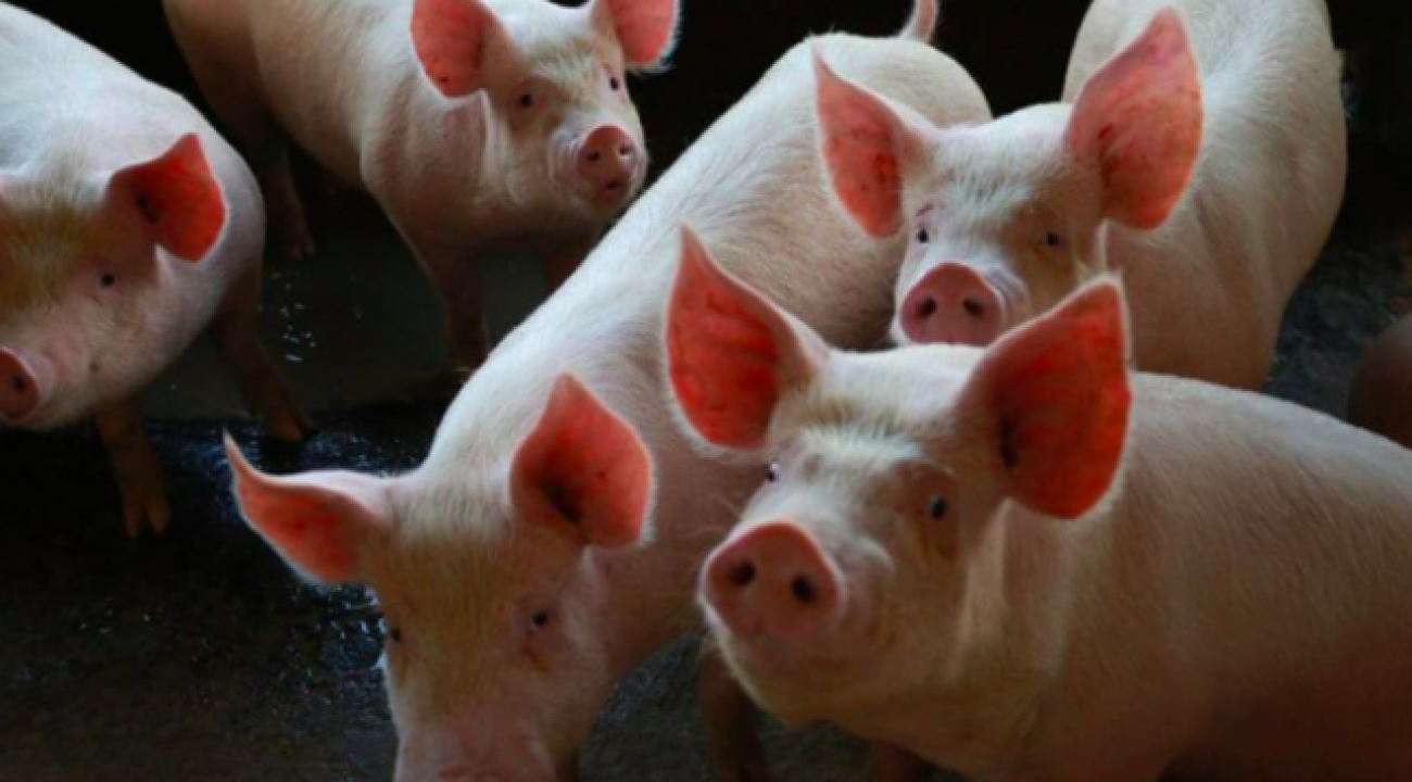SC aumenta exportação de carne suína e amplia a liderança no setor para 30%.