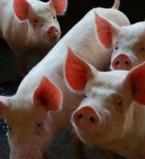 SC aumenta exportação de carne suína e amplia a liderança no setor para 30%.