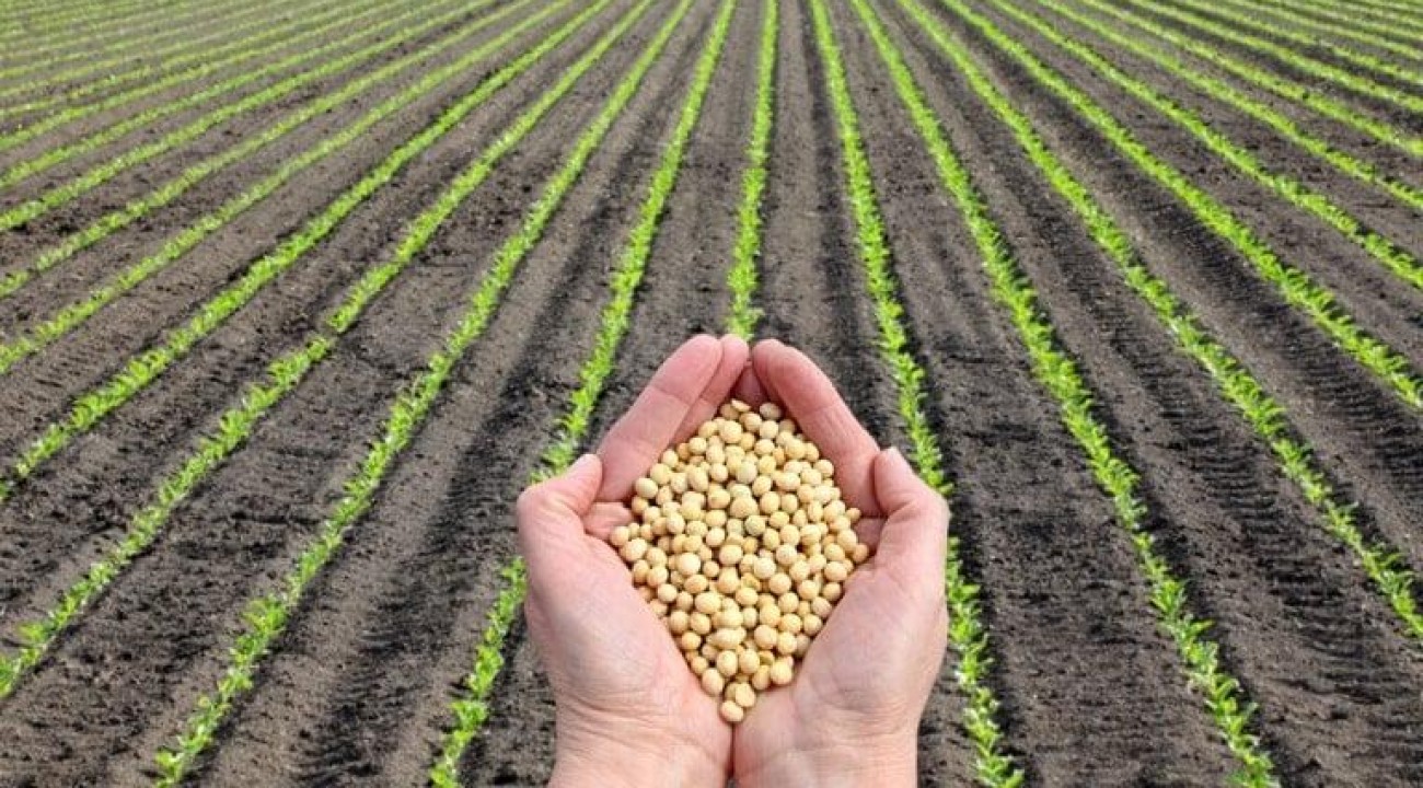 Brasil deve exportar 96 milhões de toneladas de soja em 2024, diz consultoria.