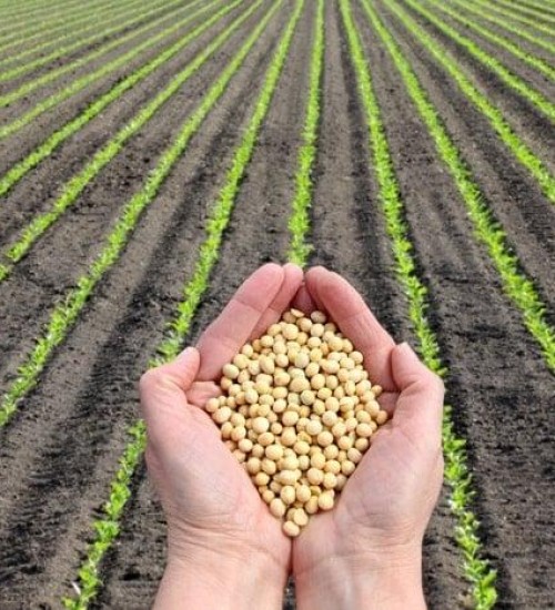 Brasil deve exportar 96 milhões de toneladas de soja em 2024, diz consultoria.