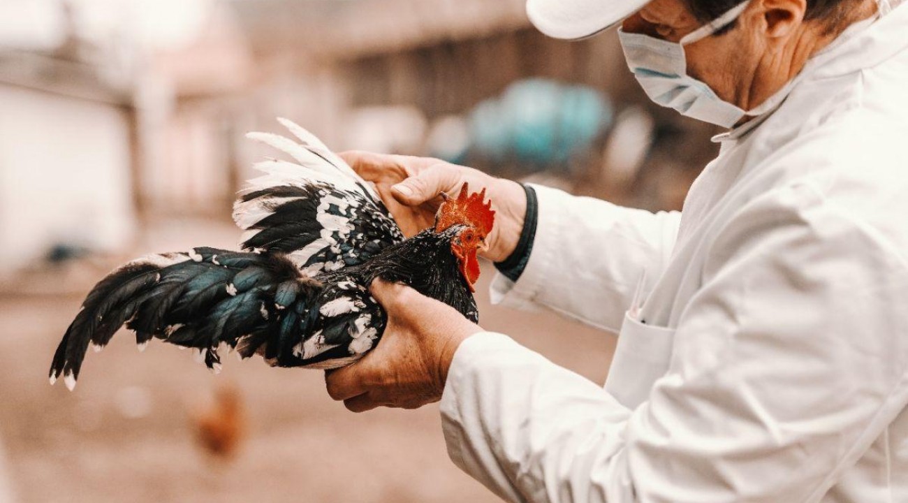 Governo federal vai renovar emergência zoossanitária para gripe aviária.