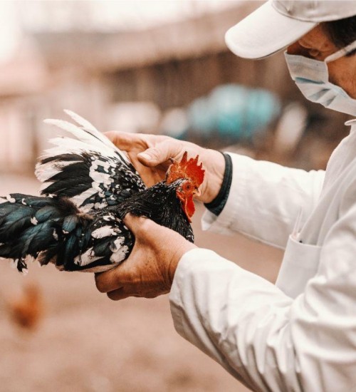 Governo federal vai renovar emergência zoossanitária para gripe aviária.
