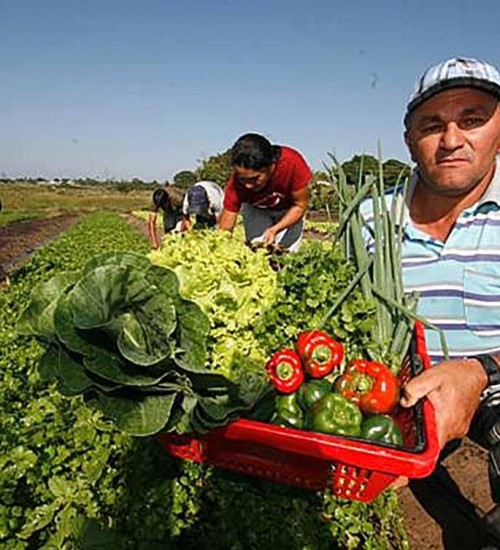 Proposta prevê que 30% das compras de alimentos do Governo de SC sejam da agricultura familiar.