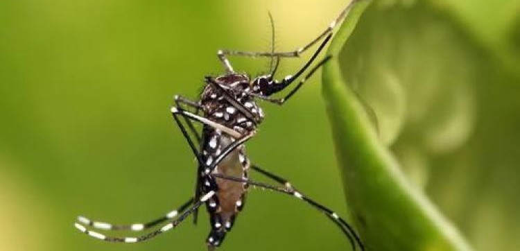 SC ultrapassa 100 mortes por dengue, mas vacinação chega a apenas 22% do público-alvo.