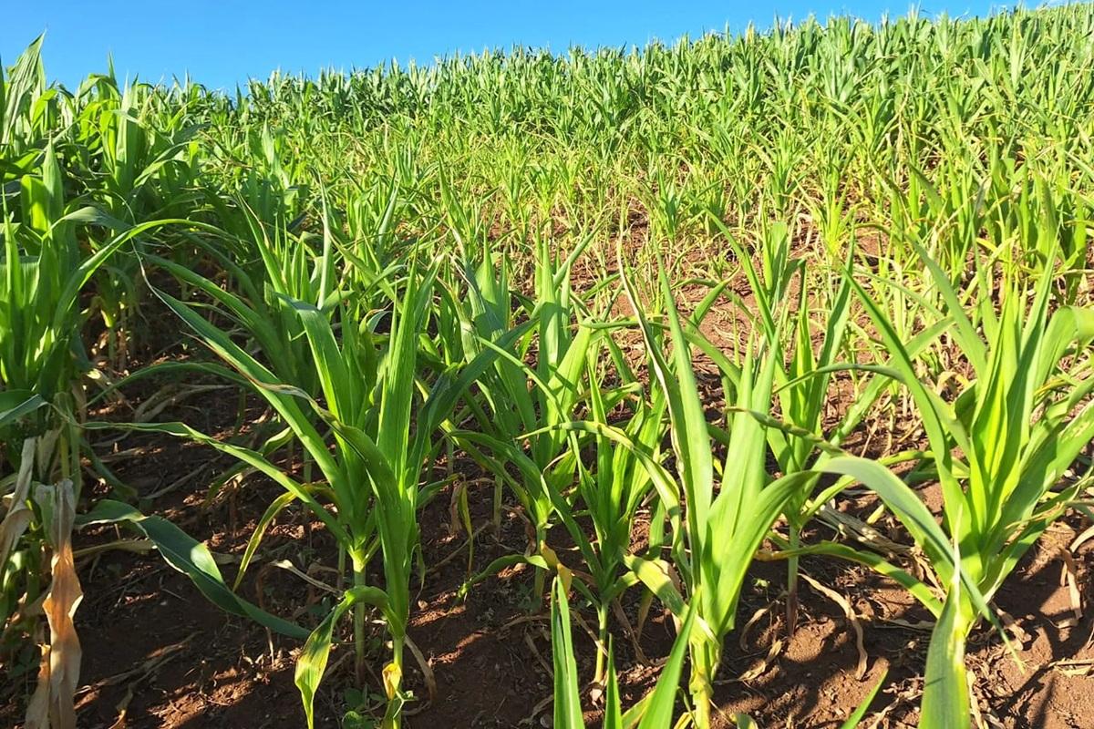 Epagri inicia levantamento das perdas causadas pela estiagem no Extremo Oeste